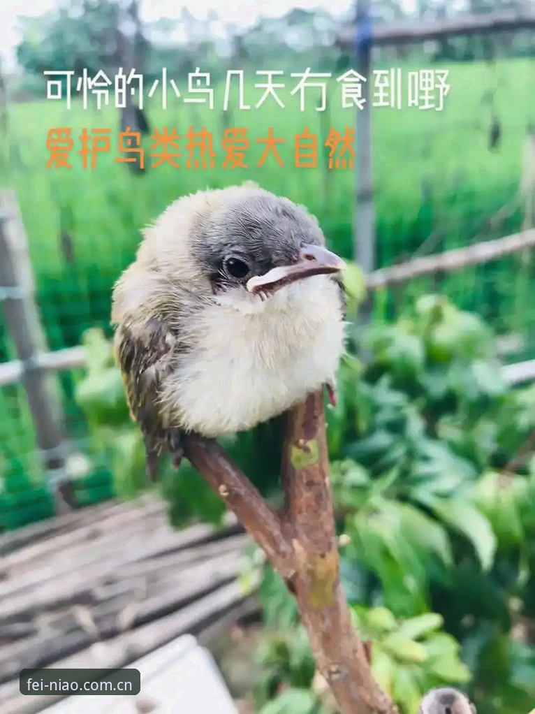 小鸟体育平台互动内容常见问题全面解析：提升体验的深度分析